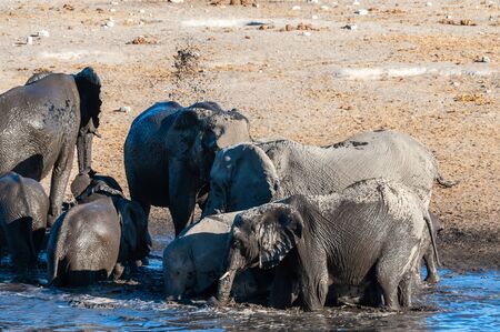 A herd of African Elephants -Loxodonta Africana- bathing in a waterhole in Etosha National Park, Namibia.の写真素材