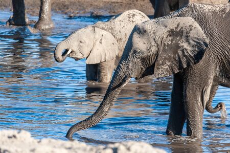 A herd of African Elephants -Loxodonta Africana- bathing in a waterhole in Etosha National Park, Namibia.の写真素材