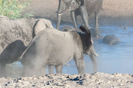 A herd of African Elephants -Loxodonta Africana- bathing in a waterhole in Etosha National Park, Namibia.の写真素材