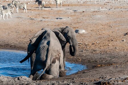 Two male African Elephants -Loxodonta Africana- challenging each other near a waterhole in Etosha National Park, Namibiaの写真素材