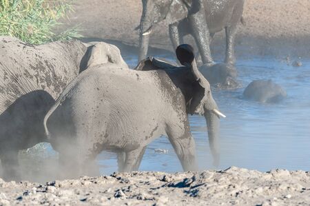 A herd of African Elephants -Loxodonta Africana- bathing in a waterhole in Etosha National Park, Namibia.の写真素材