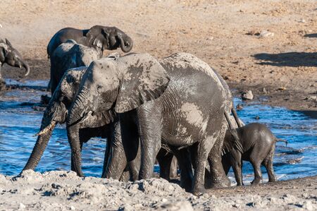 A herd of African Elephants -Loxodonta Africana- bathing in a waterhole in Etosha National Park, Namibia.の写真素材