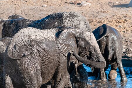 A herd of African Elephants -Loxodonta Africana- bathing in a waterhole in Etosha National Park, Namibia.の写真素材