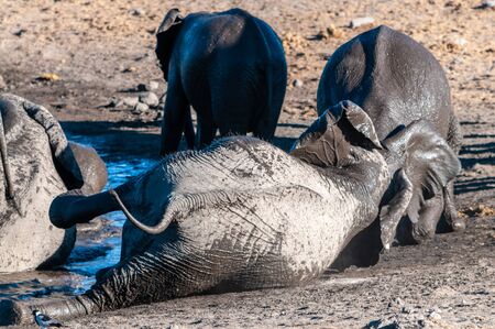 A herd of African Elephants -Loxodonta Africana- bathing in a waterhole in Etosha National Park, Namibia.の写真素材