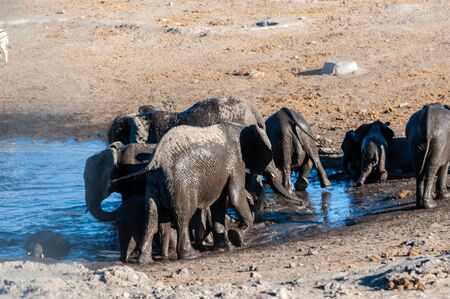 A herd of African Elephants -Loxodonta Africana- bathing in a waterhole in Etosha National Park, Namibia.の写真素材