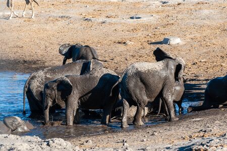 A herd of African Elephants -Loxodonta Africana- bathing in a waterhole in Etosha National Park, Namibia.の写真素材