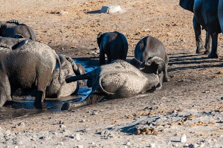 A herd of African Elephants -Loxodonta Africana- bathing in a waterhole in Etosha National Park, Namibia.の写真素材