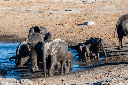A herd of African Elephants -Loxodonta Africana- bathing in a waterhole in Etosha National Park, Namibia.の写真素材