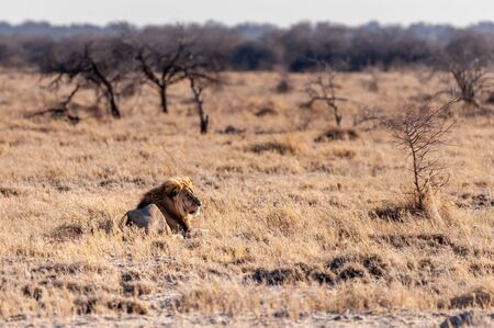 Impression of a Male Lion -Panthera Leo- resting on the plains of Etosha national park, Namibia. It is catching the early morning sun.の写真素材