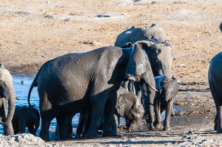 A herd of African Elephants -Loxodonta Africana- bathing in a waterhole in Etosha National Park, Namibia.の写真素材
