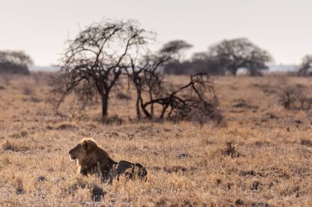 Impression of a Male Lion -Panthera Leo- resting on the plains of Etosha national park, Namibia. It is catching the early morning sun.の写真素材