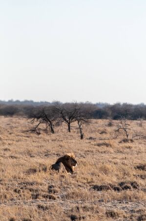 Impression of a Male Lion -Panthera Leo- resting on the plains of Etosha national park, Namibia. It is catching the early morning sun.の写真素材