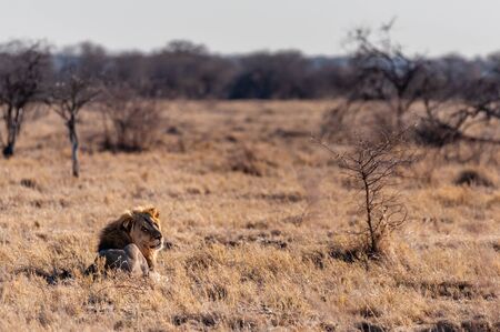 Impression of a Male Lion -Panthera Leo- resting on the plains of Etosha national park, Namibia. It is catching the early morning sun.の写真素材