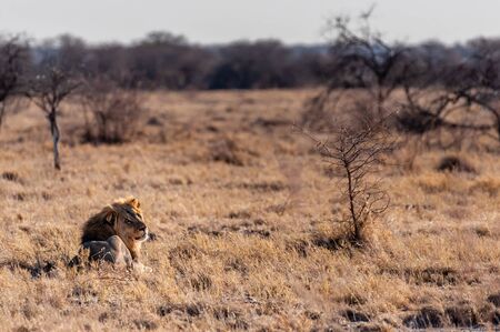 Impression of a Male Lion -Panthera Leo- resting on the plains of Etosha national park, Namibia. It is catching the early morning sun.の写真素材