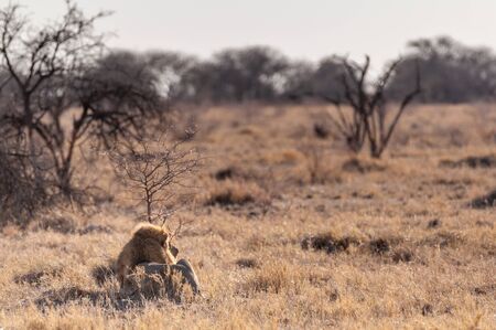 Impression of a Male Lion -Panthera Leo- resting on the plains of Etosha national park, Namibia. It is catching the early morning sun.の写真素材