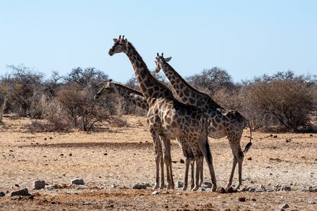 Tree Angolan Giraffes - Giraffa giraffa angolensis standing near a waterhole in Etosha national park, Namibia.の写真素材