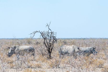 Part of a white Rhinoceros - Ceratotherium simum- family standing next to a tree on the plains of Etosha National Park, Namibia.の写真素材