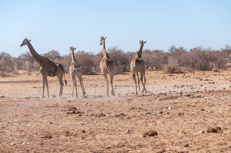 Four Angolan Giraffes - Giraffa giraffa angolensis walking nervously around a waterhole in Etosha national park, Namibia.の写真素材