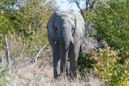 Close up of an African Elephant -Loxodonta Africana- browsing in the green bushes of Etosha national Park, Namibia.の写真素材
