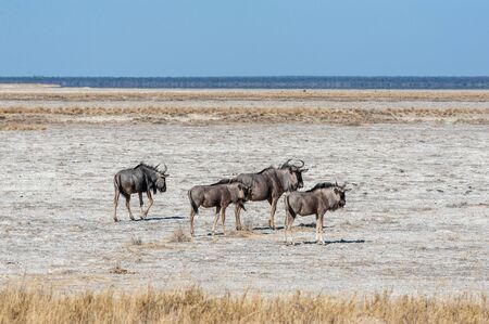 A herd of Blue Wildebeest -Connochaetes taurinus- also known as Gnus, heading out onto the salt pans of Etosha National Park, Namibia.の写真素材