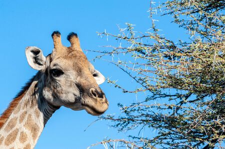 An extreme closeup of an Angolan Giraffe - Giraffa giraffa angolensis- head. Etosha National Park, Namibia.の写真素材