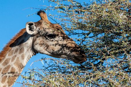 An extreme closeup of an Angolan Giraffe - Giraffa giraffa angolensis- head. Etosha National Park, Namibia. Here it is eating from the thorny bushes it is able to digest.の写真素材