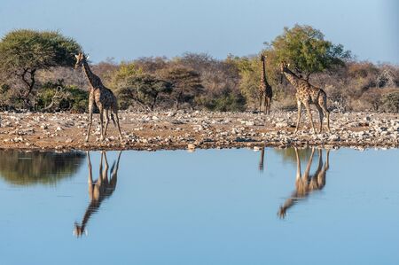 A group of Angolan Giraffe - Giraffa giraffa angolensis- drinking from a waterhole, while being reflected in the surface of the water. Etosha National Park, Namibia.の写真素材