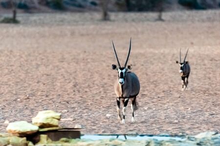 Two Orynx are reluctantly approaching a waterhole, near the Cha-re Campsite in the Khomas Region of Namibia.の写真素材