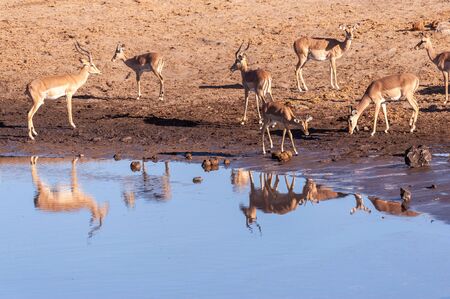 A group of Impalas -Aepyceros melampus- drinking from a waterhole in Etosha National Park, Namibia.の写真素材