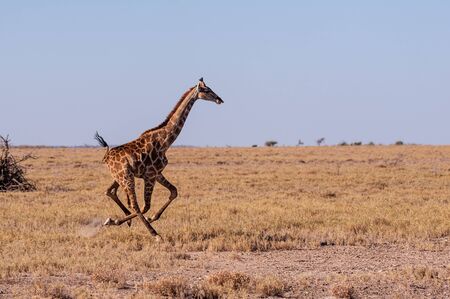 A galloping Giraffe - Giraffa Camelopardalis- on the plains of Etosha National Park, Namibia.の写真素材