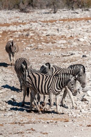 A group of Burchells Plains zebra -Equus quagga burchelli- standing close to each other on the plains of Etosha National Park, Namibia.の写真素材