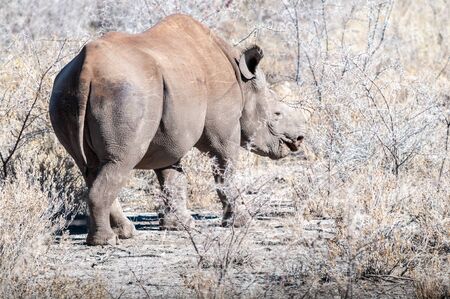 A black Rhinoceros - Diceros bicornis- eating scrubs on the plains of etosha national park, Namibia.の写真素材