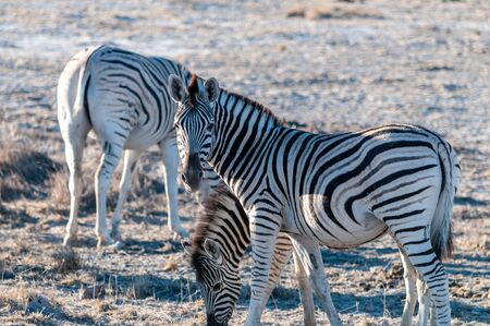 A group of Burchells Plains zebra -Equus quagga burchelli- standing close to each other on the plains of Etosha National Park, Namibia.の写真素材