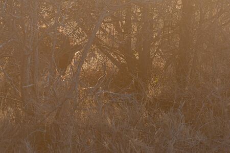 Close-up of a spotted Hyena - Crocuta crocuta- with a prey, seen during the golden hour of sunset in Etosha national Park, Namibia.の写真素材