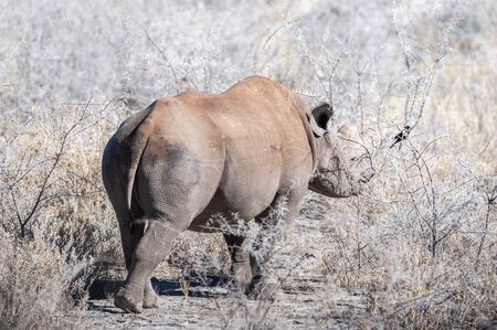 A black Rhinoceros - Diceros bicornis- eating scrubs on the plains of etosha national park, Namibia.の写真素材