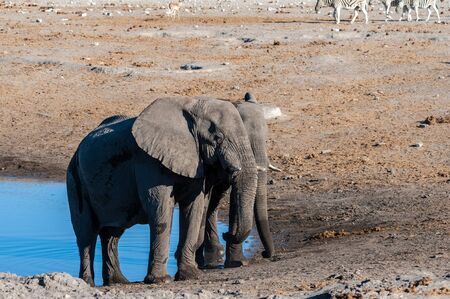 Two Male African Elephants -Loxodonta Africana- standing next to each other near a waterhole. Etosha National Park, Namibia.の写真素材