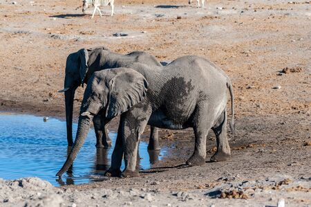 Two African Elephants -Loxodonta Africana- drinking from a waterhole. Etosha National Park, Namibia.の写真素材