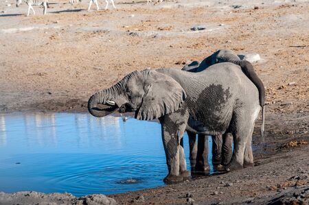 Two African Elephants -Loxodonta Africana- drinking from a waterhole. Etosha National Park, Namibia.の写真素材