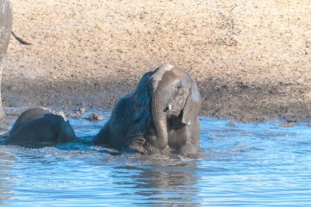 A Baby African Elephant -Loxodonta Africana- is taking a bath in a waterhole in Etosha National Park, Namibia.の写真素材