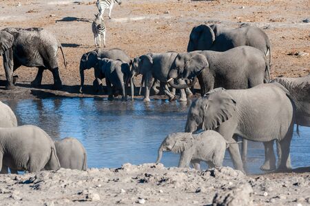 A herd of African Elephants -Loxodonta Africana- bathing in a waterhole in Etosha National Park, Namibia.の写真素材