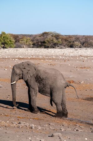 One big male African Elephant -Loxodonta Africana- standing next to a waterhole in Etosha National Park.の写真素材