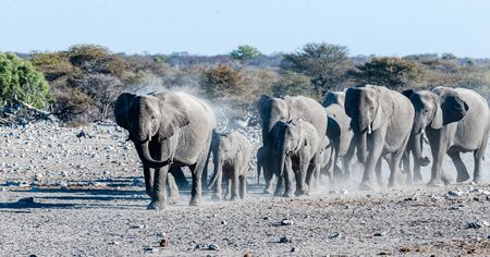 A herd of African Elephant -Loxodonta Africana- is running towards a waterhole in Etosha national Park, Namibia, for drinking and taking a bath.の写真素材