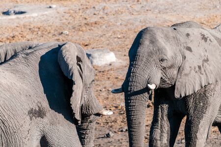 Two Male African Elephants -Loxodonta Africana- are challenging each other for a fight. Etosha National Park, Namibia.の写真素材