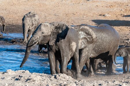 A herd of African Elephants -Loxodonta Africana- bathing in a waterhole in Etosha National Park, Namibia.の写真素材