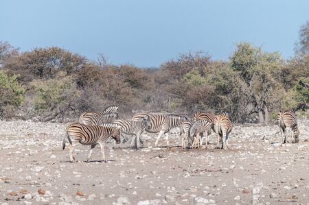 A group of Burchells Plains zebra -Equus quagga burchelli- standing close to each other on the plains of Etosha National Park, Namibia.の写真素材