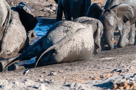 A herd of African Elephants -Loxodonta Africana- bathing in a waterhole in Etosha National Park, Namibia.の写真素材
