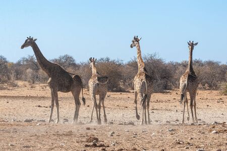 Four Angolan Giraffes - Giraffa giraffa angolensis walking nervously around a waterhole in Etosha national park, Namibia.の写真素材