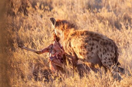 Close-up of a spotted Hyena - Crocuta crocuta- with a prey, seen during the golden hour of sunset in Etosha national Park, Namibia.の写真素材