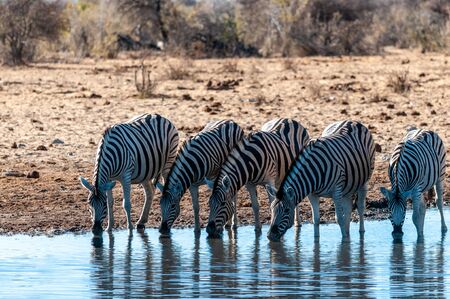 A group of Burchells Plains zebra -Equus quagga burchelli- drinking from a waterhole in Etosha National Park, Namibia.の写真素材