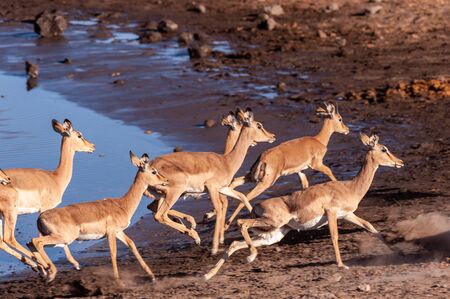 A group of Impalas -Aepyceros melampus- running nervously around a waterhole in Etosha National Park, Namibia.の写真素材